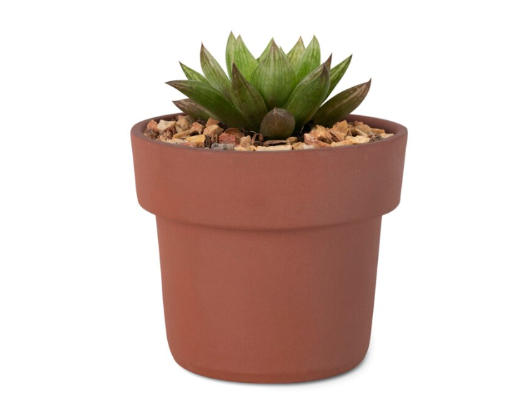 Regalar suculentas costa rica