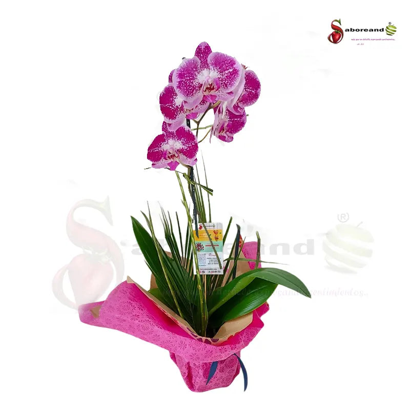 Orquidea para regalar cost rica