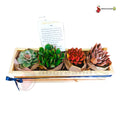 Caja suculentas para regalar costa rica saboreandocr