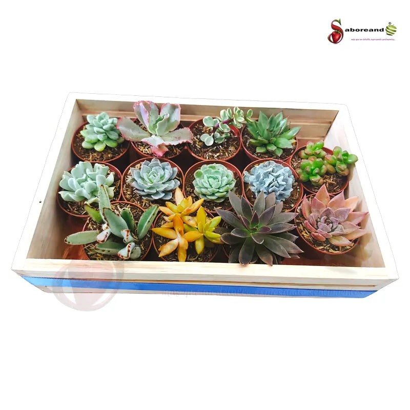 Regalar suculentas COsta Rica saboreandocr