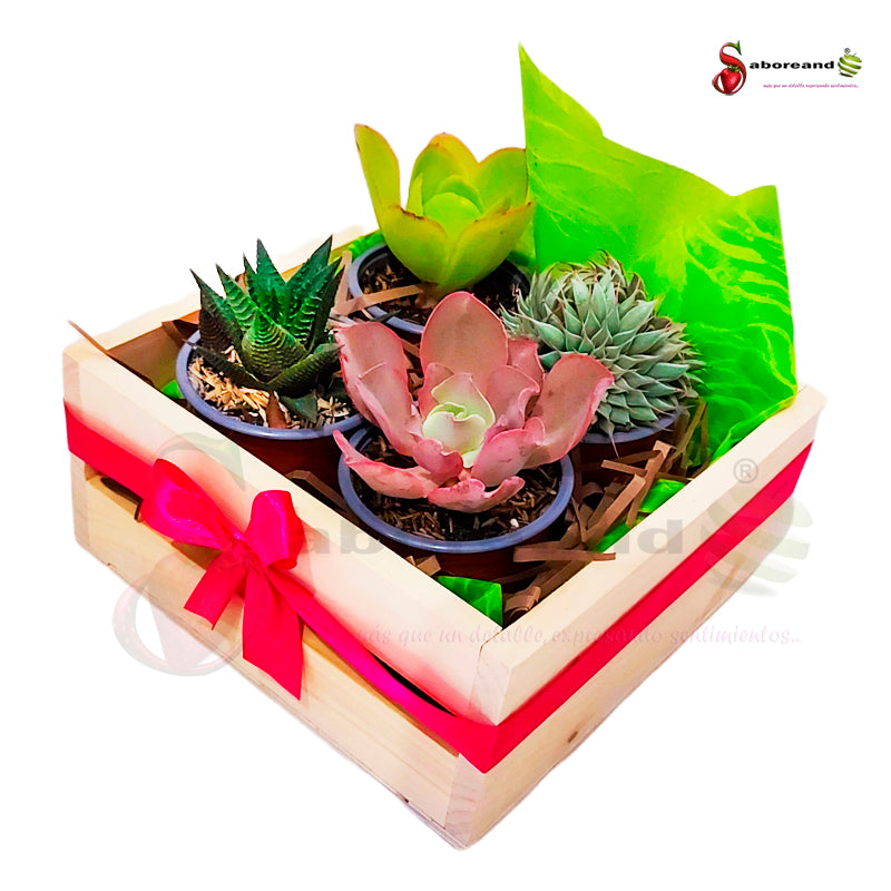 regalar suculentas en costa rica saboreandocr
